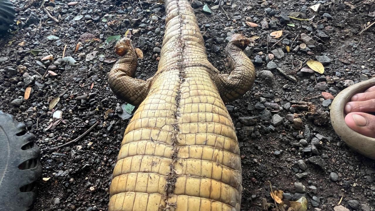 Chopped crocodile carcass found in Mumbai's Aarey Milk Colony, head missing