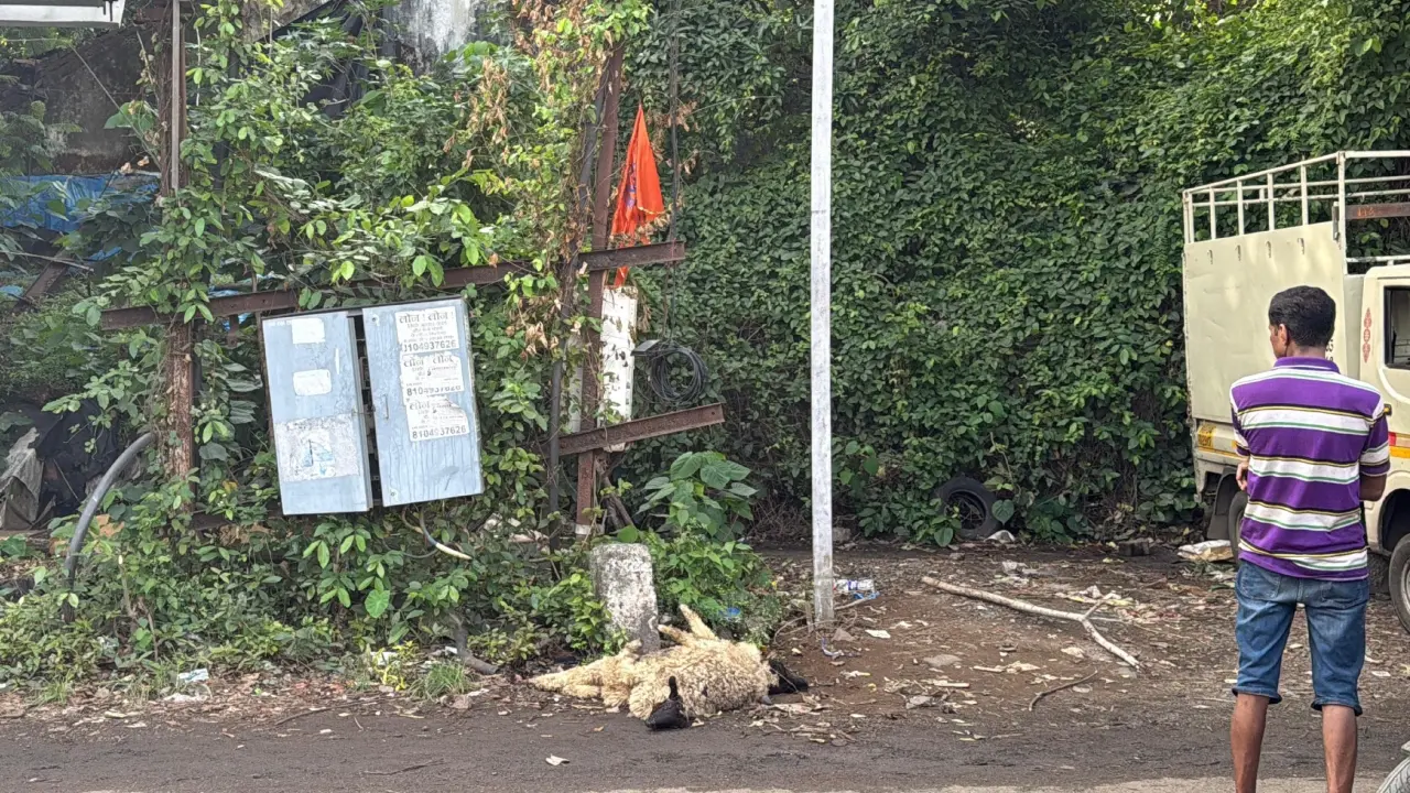 Sheep brought for Bakrid electrocuted in Vasai, locals allege negligence