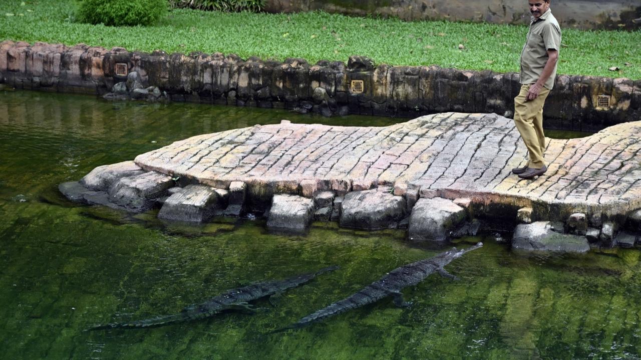 These enclosures allow visitors and nature enthusiasts to observe the reptiles’ underwater movements through clear glass panels. The feature has proven to be a major attraction