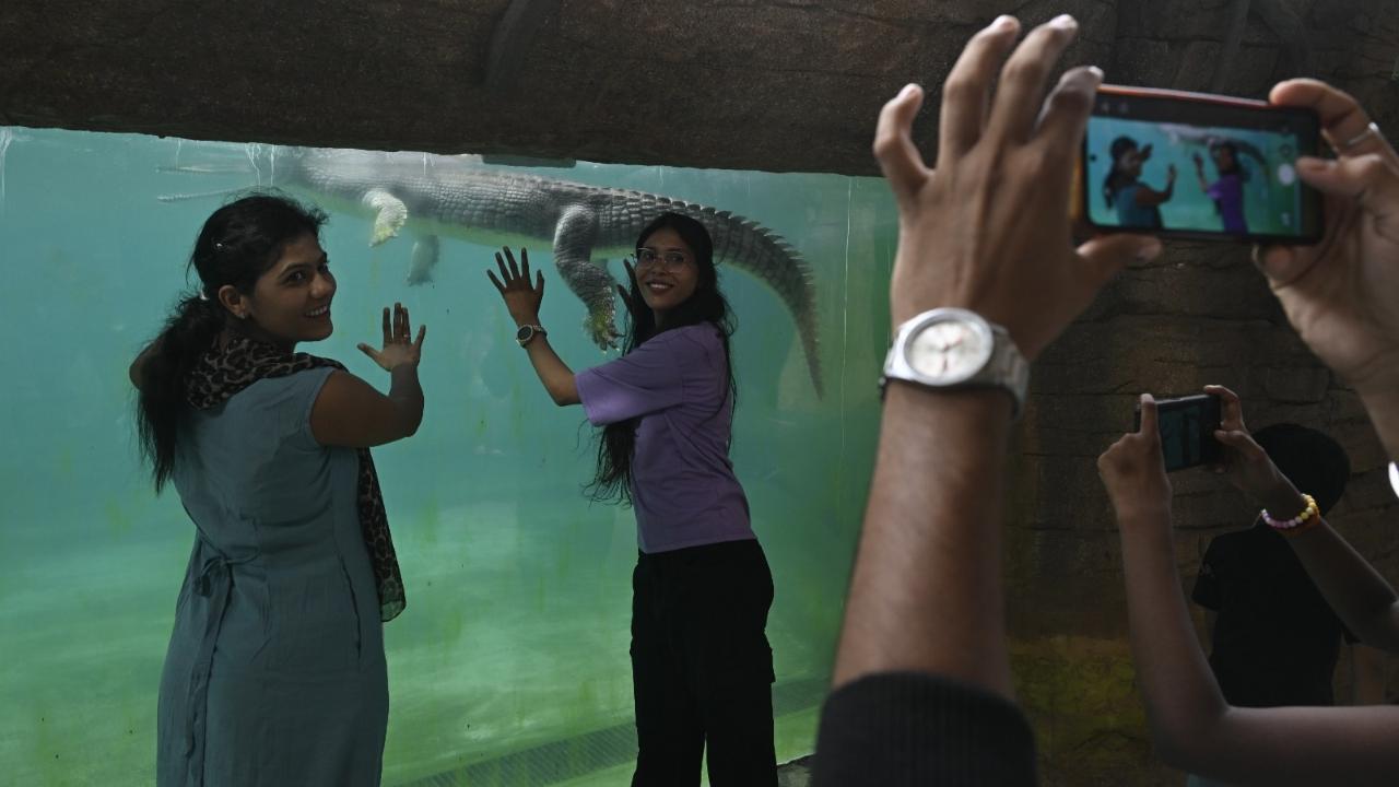 The Zoo officials said that the gharials were recently brought from Bhagwan Birsa Biological Park in Ranchi under an animal exchange programme