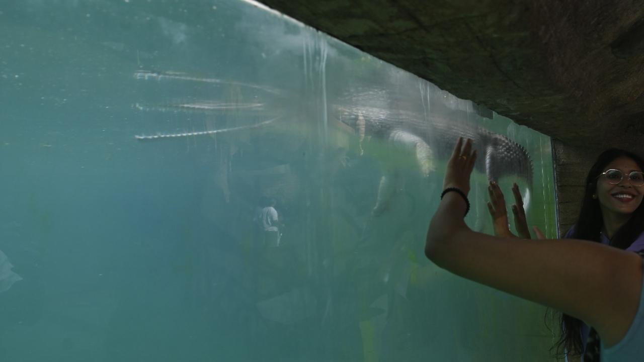 The gharials have been added to the collection at Veermata Jijabai Bhosale Botanical Udyan and Zoo also known as the Byculla Zoo, officials said