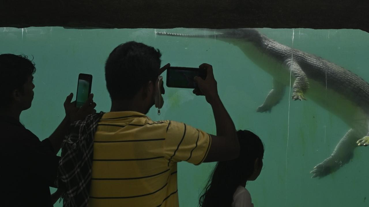 The zoo is home to India’s first glass exhibit for crocodiles and alligators