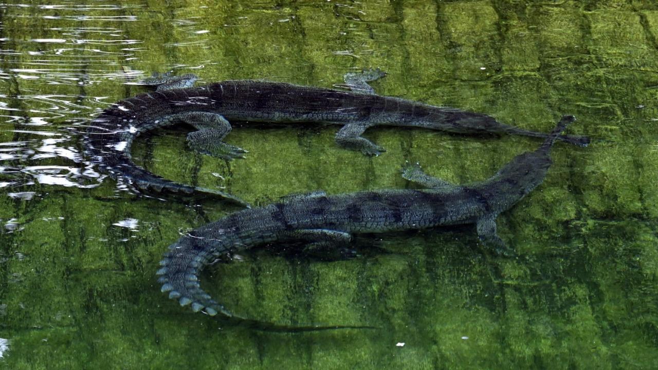The newly arrived gharials are between six and eight years old