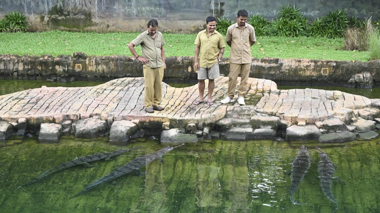 These rare reptiles have been brought to Mumbai as part of a species exchange and conservation effort. Pics/Ashish Raje