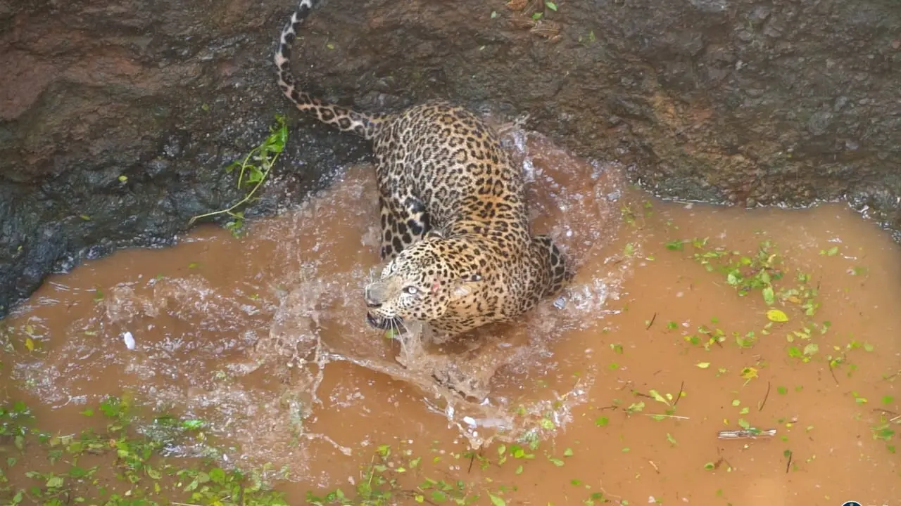 Leopard found stranded in 50-foot-deep well in Junnar Forest Range; rescued