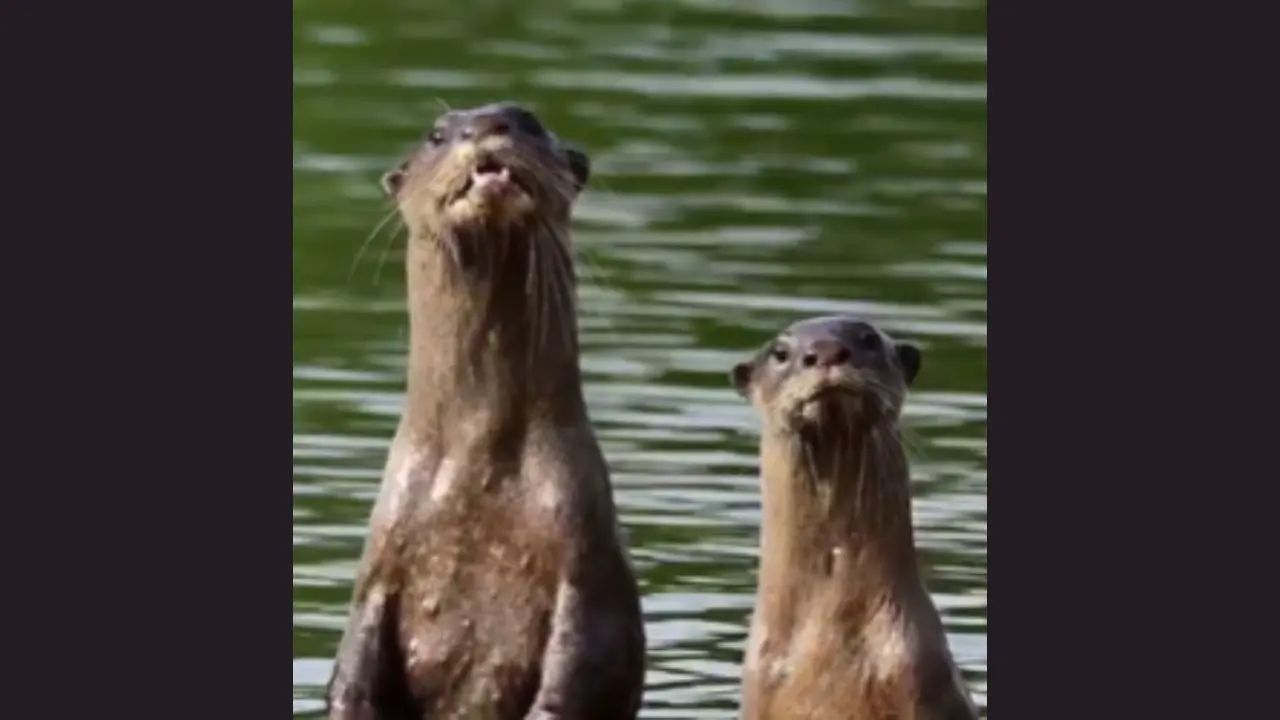 Smooth-coated otters exhibit natural behaviour at Raigad's Kal River
