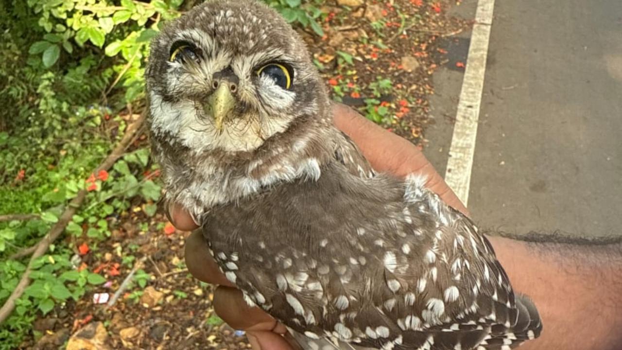 Spotted owlet found killed on road in Aarey