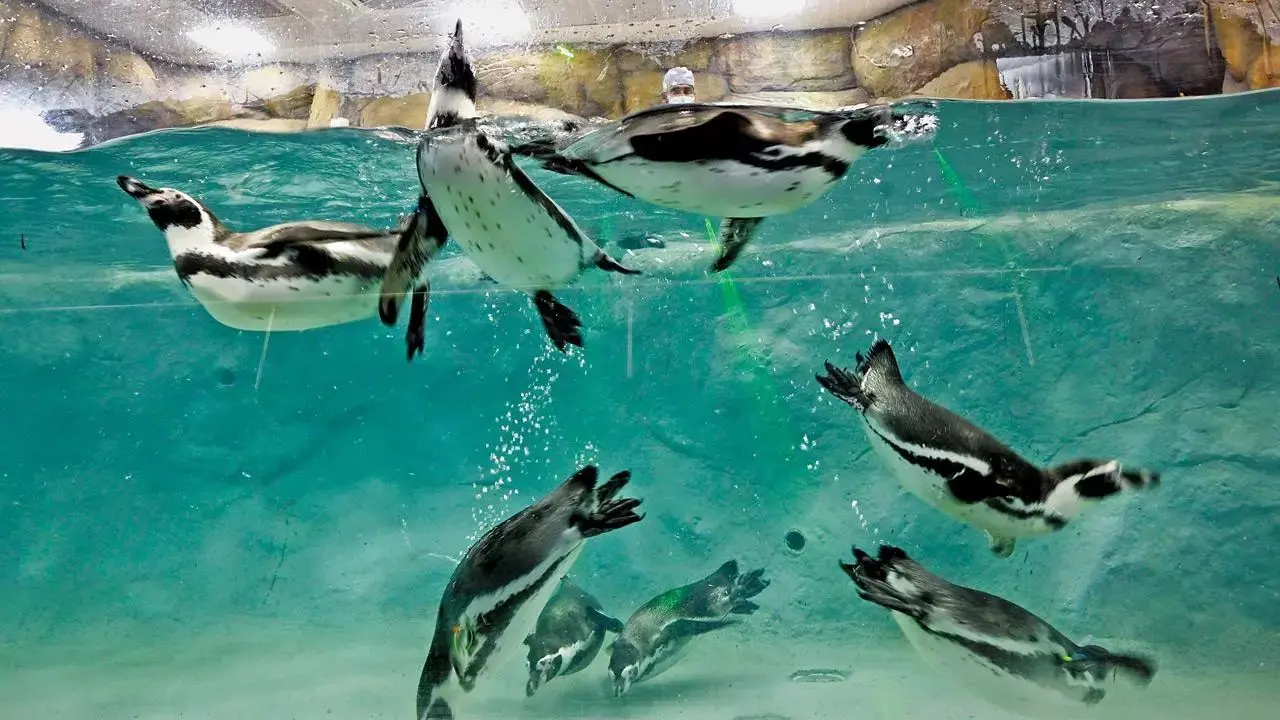 BJP demands Marathi names for penguin chicks born at Byculla zoo