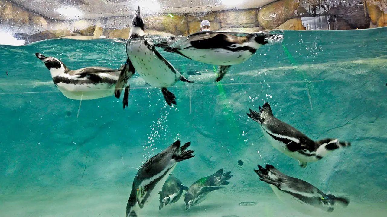 Mumbai LIVE: BJP demands Marathi names for penguin chicks born at Byculla zoo