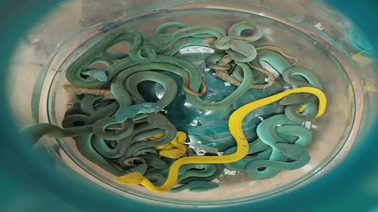 Passenger from Bangkok held at Mumbai airport with 47 exotic snakes, 3 turtles