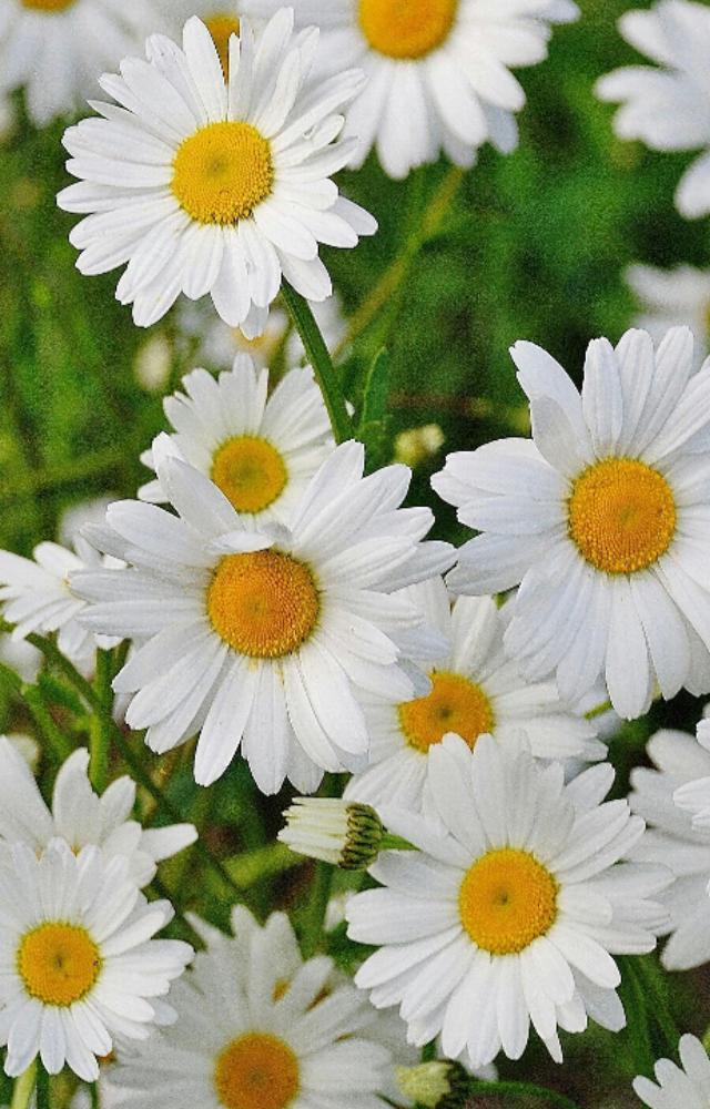 5 things to know about Valley of Flowers in Uttarakhand