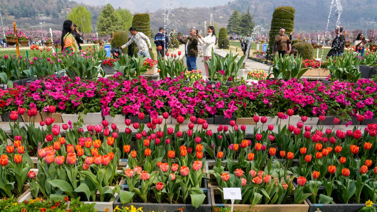 Formerly known as Siraj Bagh, the garden was opened to the public as tulips of different colours have started to bloom, Floriculture Department officials said.