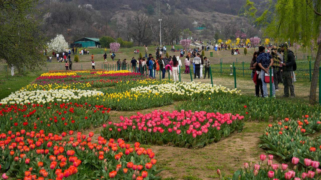 The department plants tulip bulbs in a phased manner so that the flowers remain in bloom for a month or more. This year, the department has added two new varieties of tulips to the garden. A new colour scheme has been introduced this year, and the total number of varieties of tulips and other flowers has risen to 74.