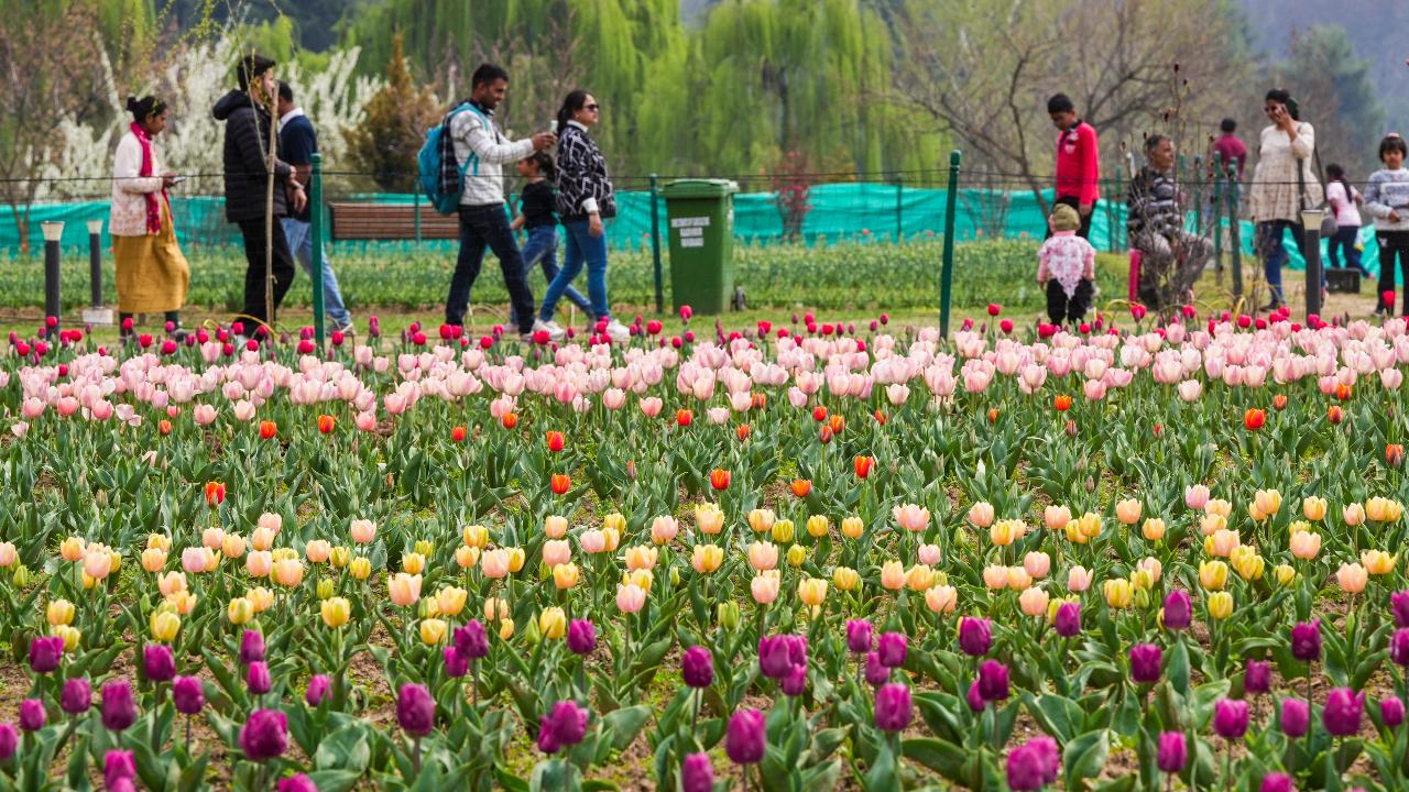 About 17 lakh tulip bulbs have been planted in the garden that spreads over 55 hectares, the officials said. The extension of the garden has reached almost its full capacity, they said.