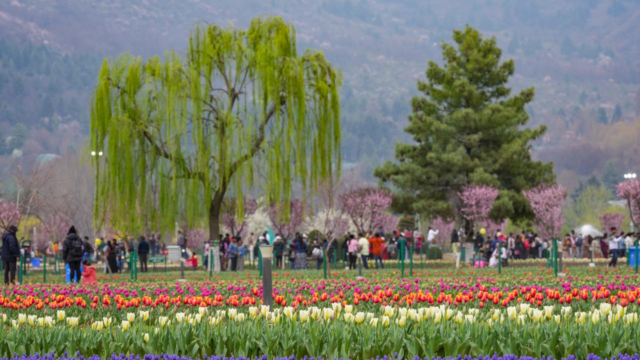 Other spring flowers including hyacinths, daffodils, muscari and cyclamens are also on display.