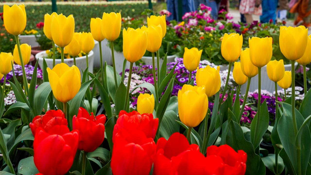 The garden started on a small scale with 50,000 tulip bulbs imported from The Netherlands. It instantly gained popularity among tourists and has been steadily growing each year, both in terms of the number of visitors and the tulips that bloom.