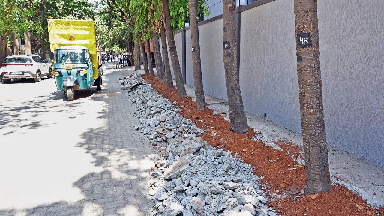 Andheri trees breathe easy as BMC clears concrete, adds red soil