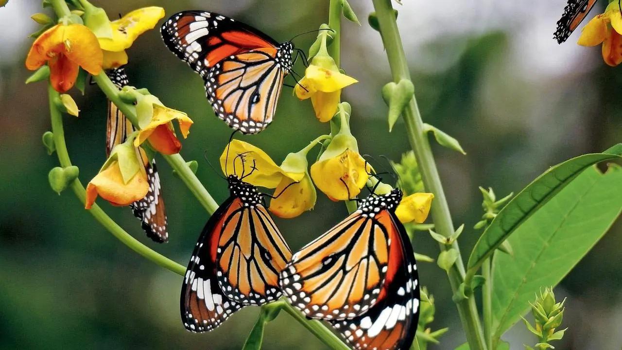 Study raises possibility of country without butterflies