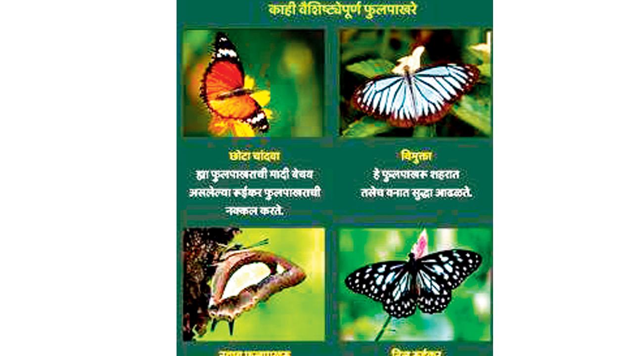 A section of the informative exhibit that will be installed in Belapur 