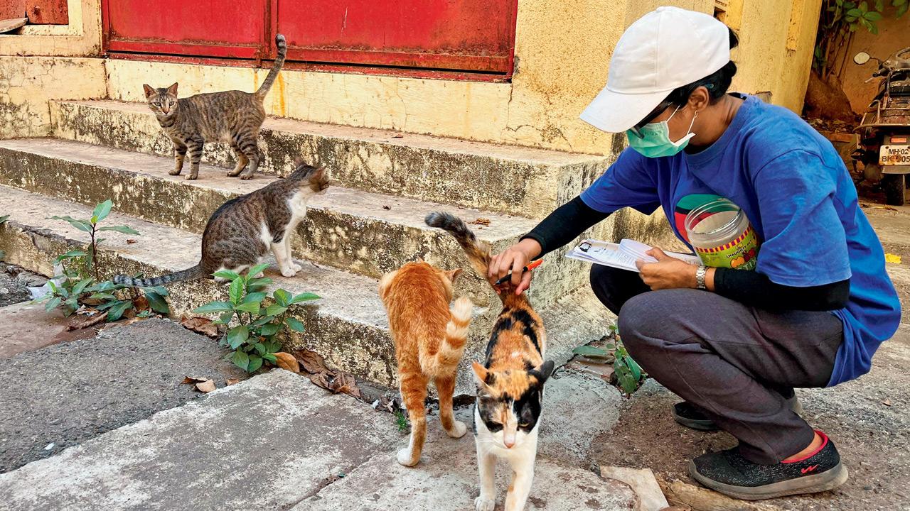 A moment from the cat survey. pic courtesy/The Feline Foundation