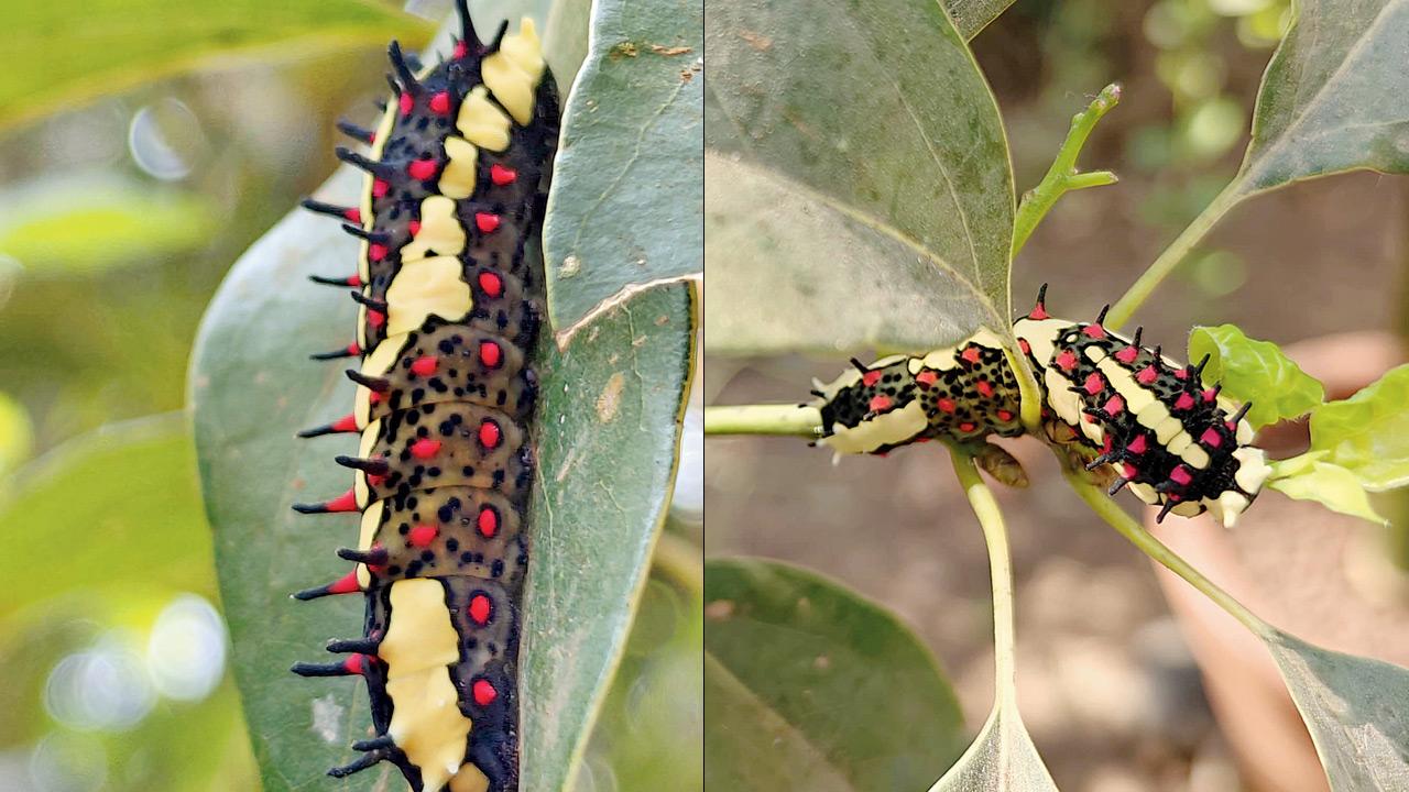 The caterpillar of the Common Mime or Papilio clytia. Pic courtesy/Niti Warkhandkar
