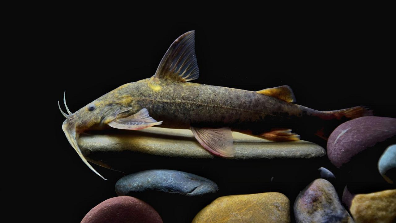 Two new catfish species discovered in Ganges River
