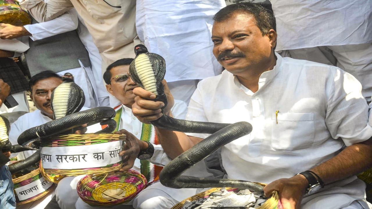 Congress MLAs, led by Leader of Opposition Umang Singhar, gathered in front of Mahatma Gandhi's statue with plastic snakes in baskets and raised slogans, accusing the state government of failing to provide jobs to the youth of the state. Pic/PTI