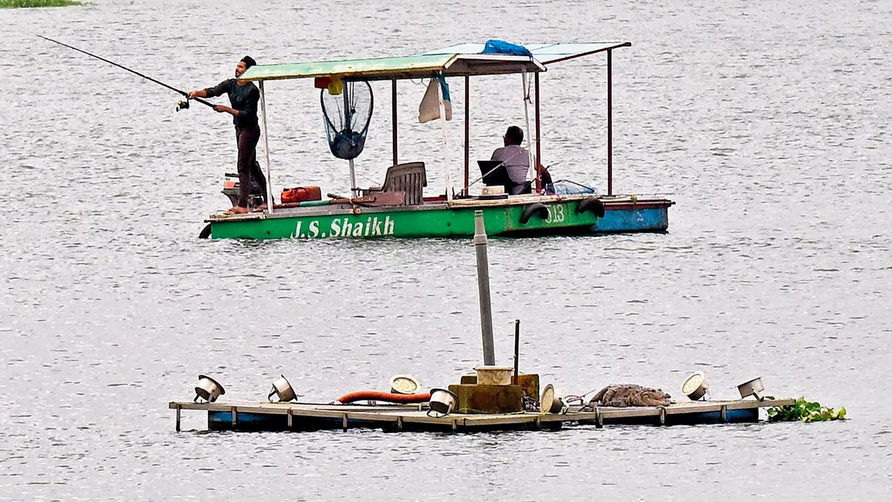 A crocodile rests on a fountain platform in Powai lake. File Pic/Satej Shinde