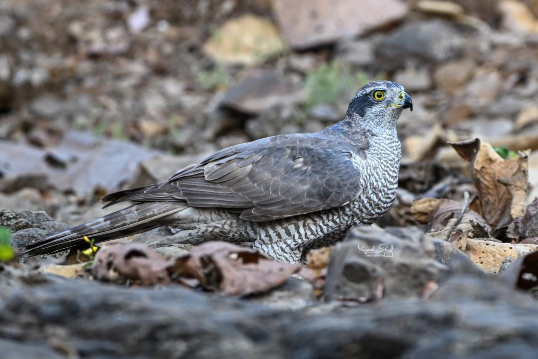 Eurasian goshawk spotted for the first time at Tansa Wildlife Sanctuary