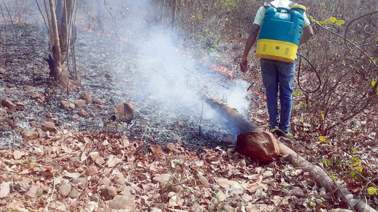 Mumbai: Now, ‘watchers’ to help prevent wildfires in Aarey, SGNP