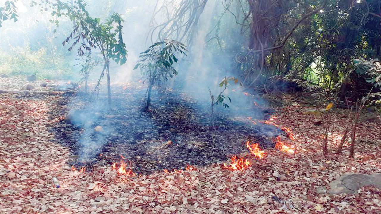 A wildfire erupts in the Aarey Milk Colony last month