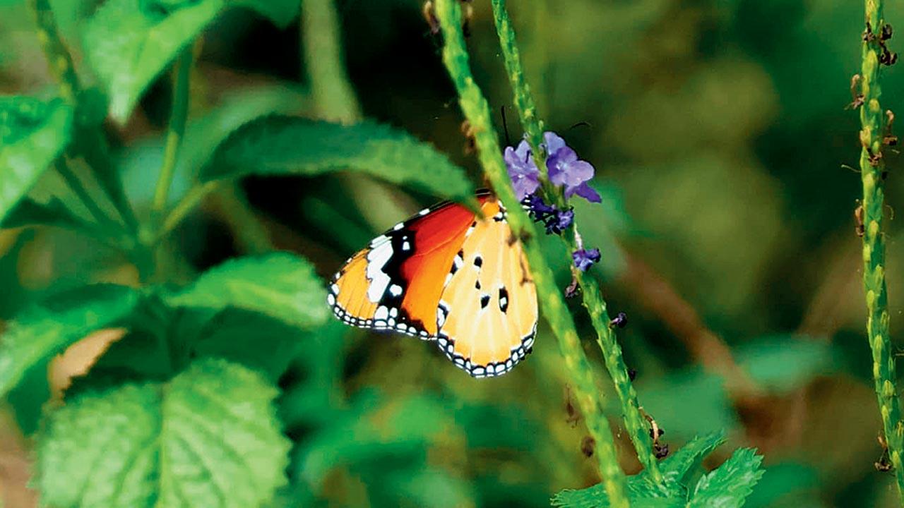 Plain Tiger butterfly. Pic Courtesy/Akash Mhadgut