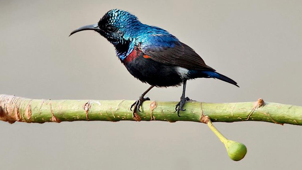 urple Sunbird. Pic Courtesy/Wikimedia Commons