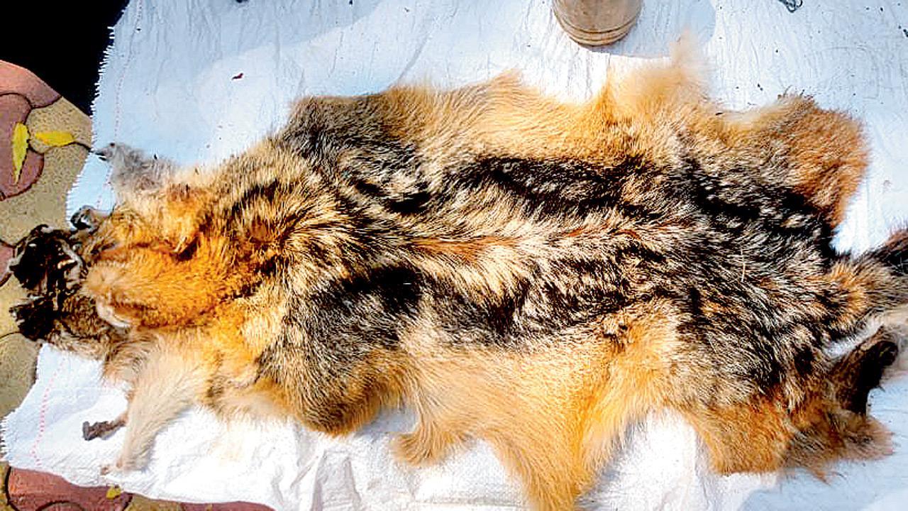 Maharashtra forest dept nabs five poachers in Jalgaon for selling bushmeat, wildlife organs