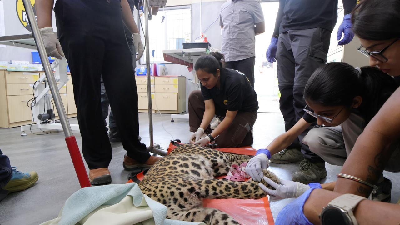 Maharashtra: Young female leopard rescued near Pavana Lake in Lonavala