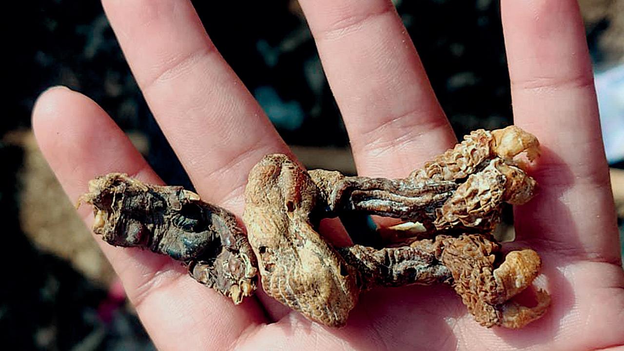 Reproductive organs of a monitor lizard
