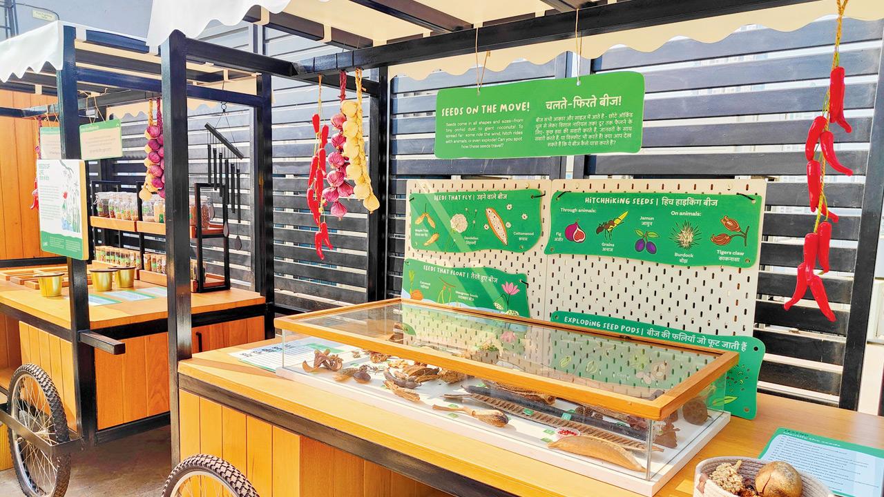 An exhibit that draws children in to find out more about seeds