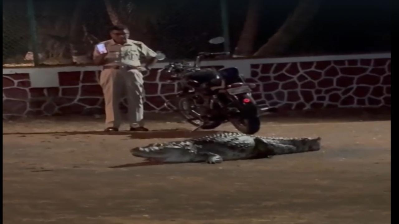 Indian Marsh Crocodile spotted in Powai area of Mumbai