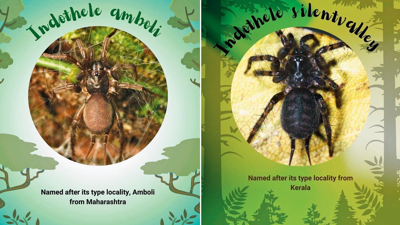 New spider species identified in Maharashtra, Kerala