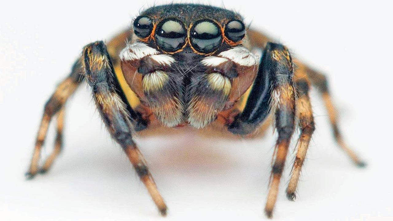 Male Habrocestum mookambikaense