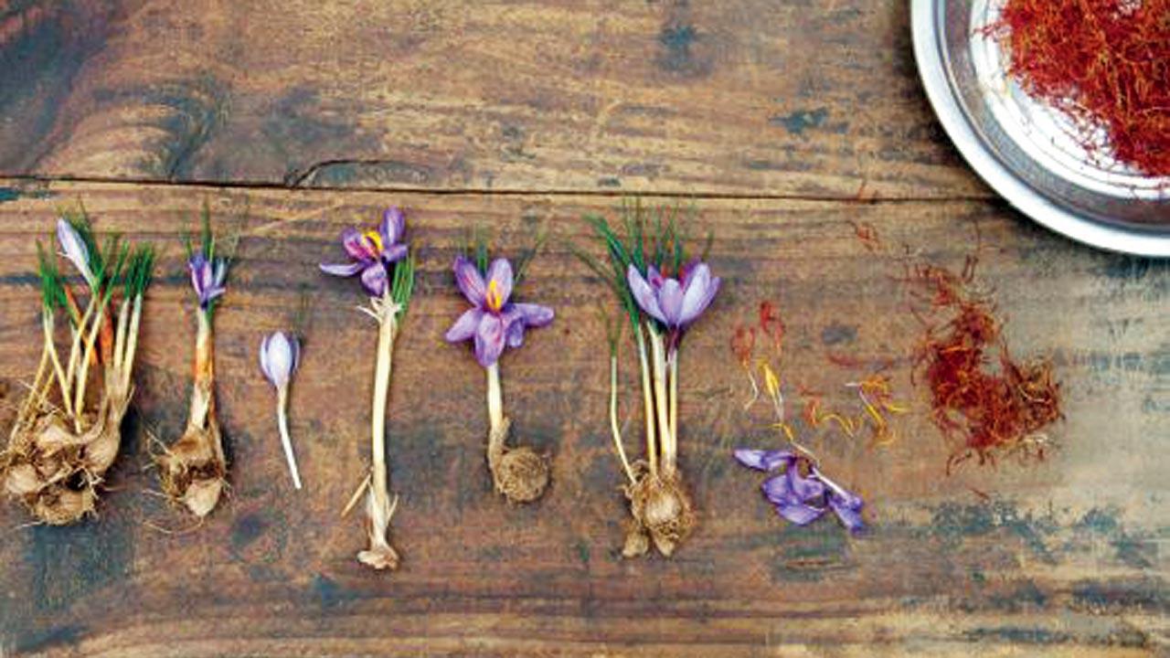 Stages of saffron, (from left to right): a saffron crocus petal; young shoots with the crocus flower emerging; semi mature crocus flower; picked immature crocus flower; almost mature crocus flower; mature flower with almost developed stigmas; fully mature flower with developed stigmas; picked stigmas with discarded petals; finally, a pile of picked stigmas, ready for drying