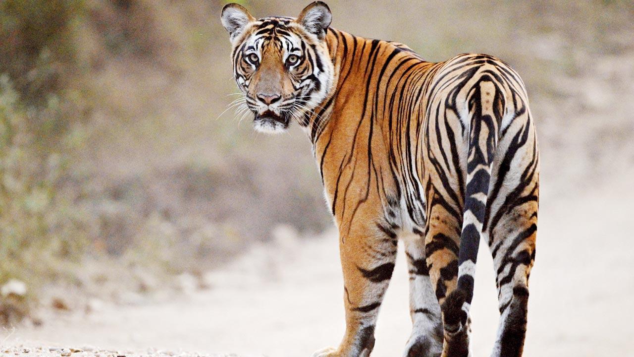 Our tigers and the Chinese threat