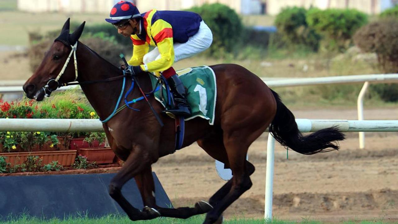 Fynbos, Stormy Sea are juvenile champs
