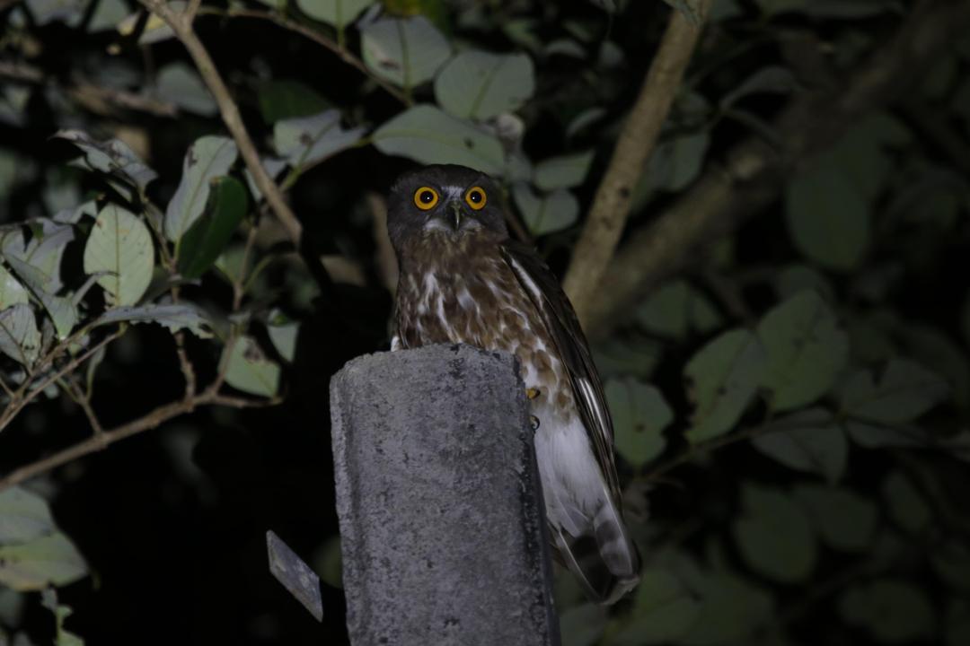 Rare Brown Hawk-Owl sighted in Goregaon East society near Aarey