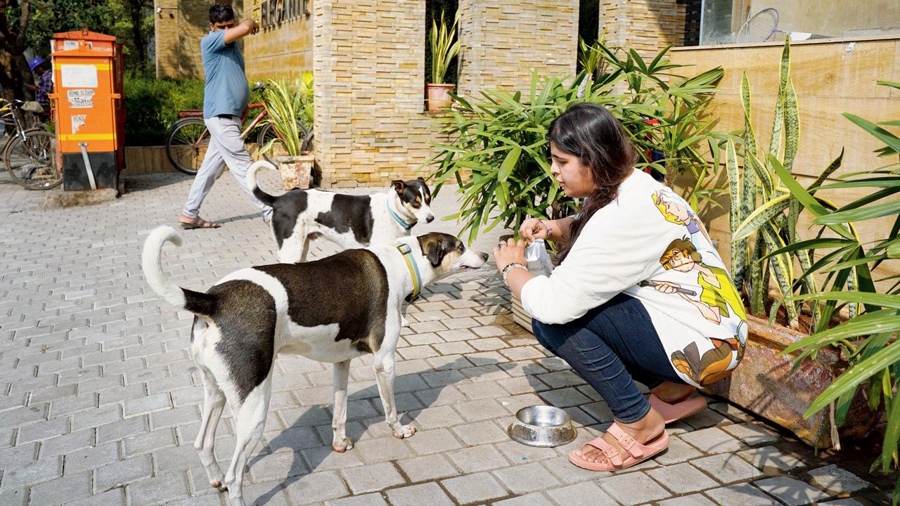 Shivani Sharma, a resident of Lokhandwala, feeds stray dogs. File pic