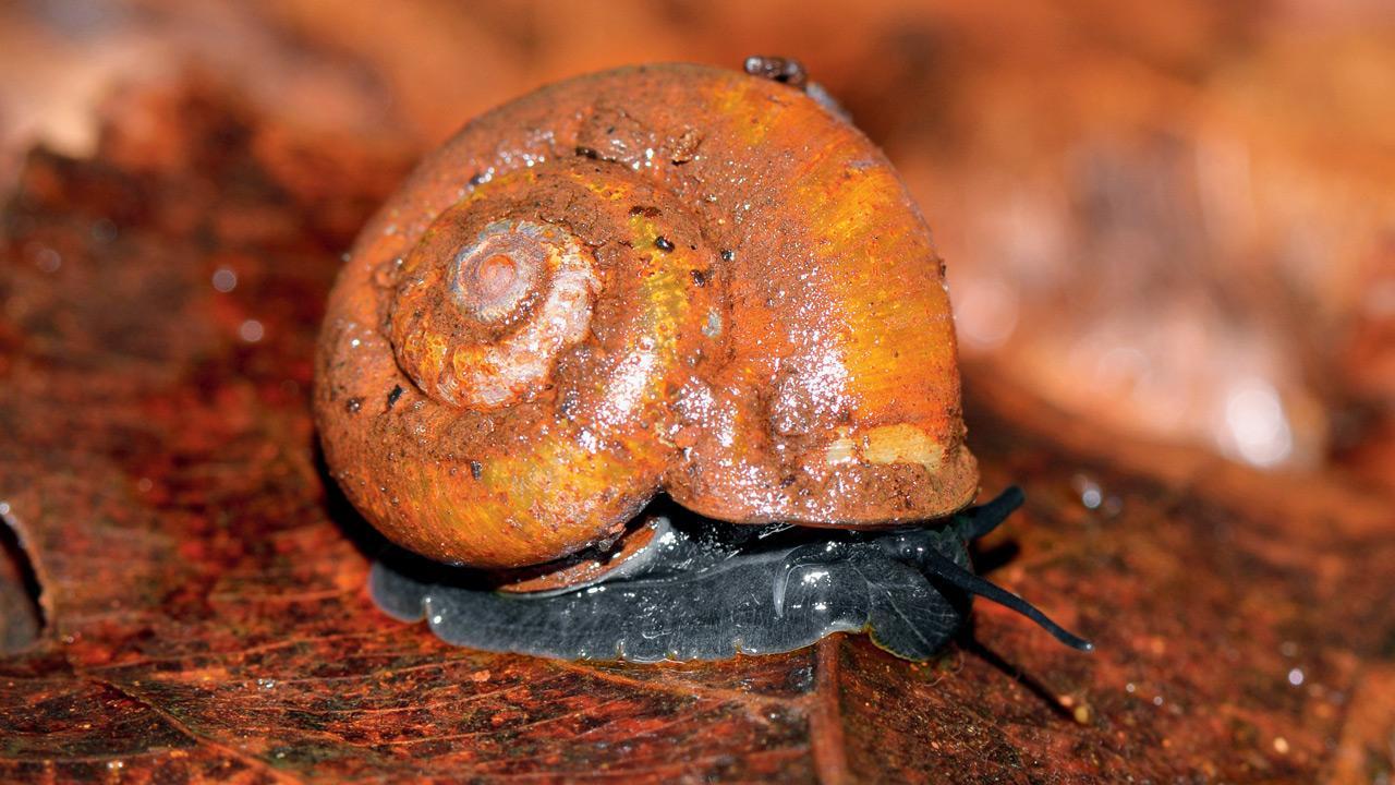 New land snail discovered in Konkan, named Theobaldius konkanensis