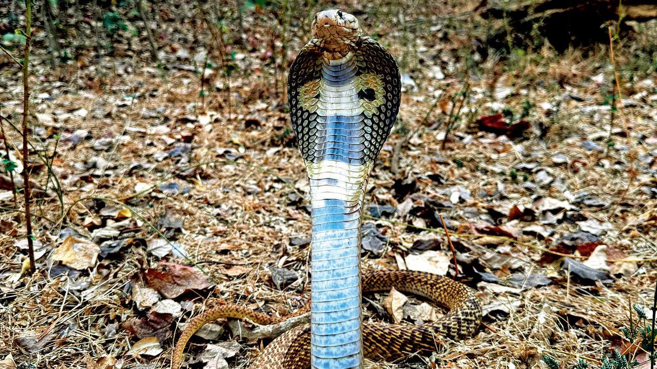 Cobra trapped for weeks in bottle-cap ring rescued