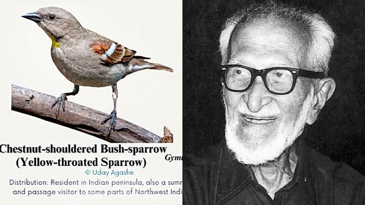The yellow-throated sparrow features on the chart (right) Salim Ali. PIC COURTESY/UDAY AGASHE; WIKIMEDIA COMMONS