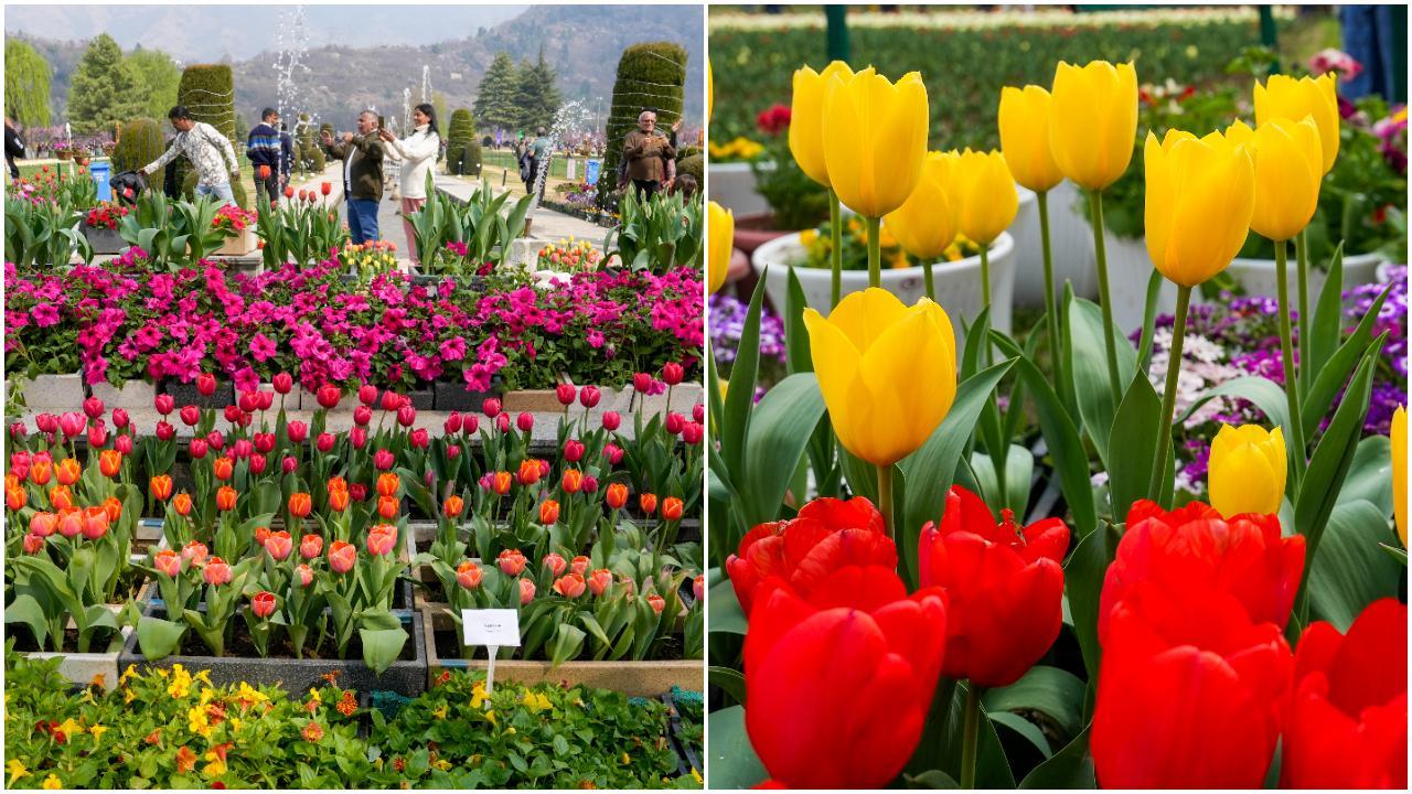 IN PHOTOS: Asia's largest tulip garden in Srinagar opens for the season
