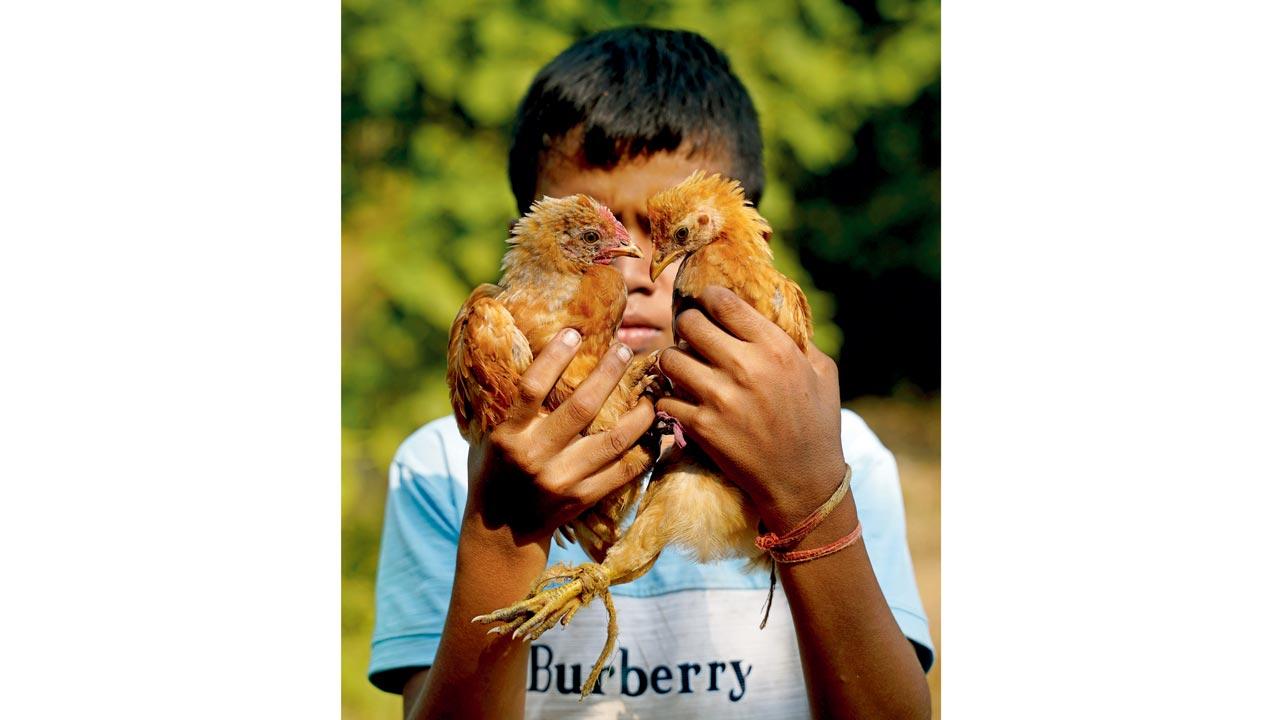 The day after the possession, the devotees go to the village’s sacred water body and sacrifice one hen each. The birds are then roasted over an open flame and consumed—nothing is wasted. This is the first taste of meat in the six days of festivities for the men, who take “paal” or a vow of abstinence. They can’t indulge in meat or sex, and neither can they sleep at home—instead they all sleep at the ritual ground